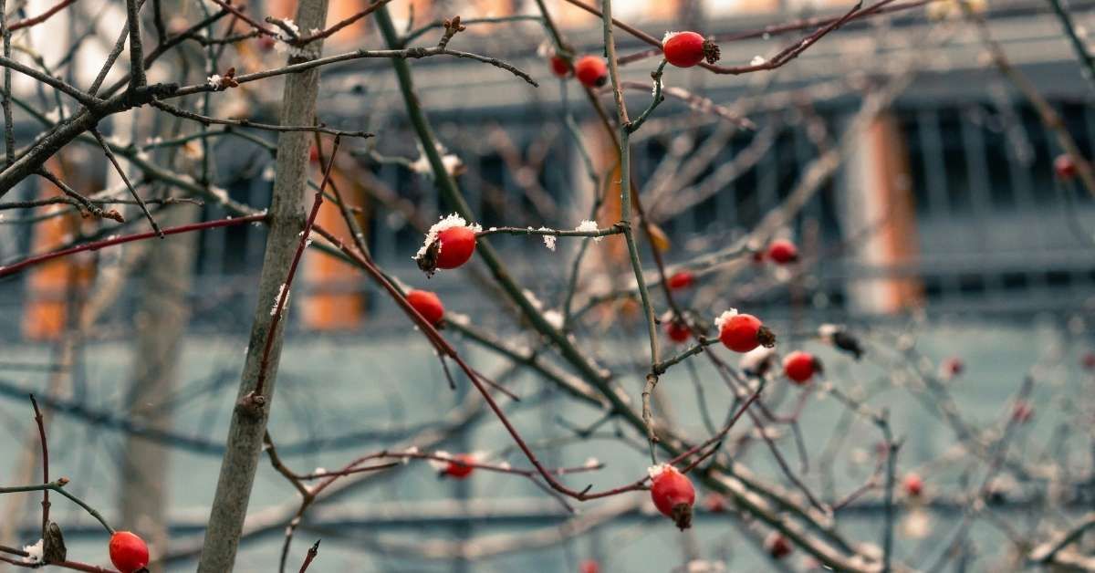 Cosa fare per affrontare la depressione post Natale.jpg