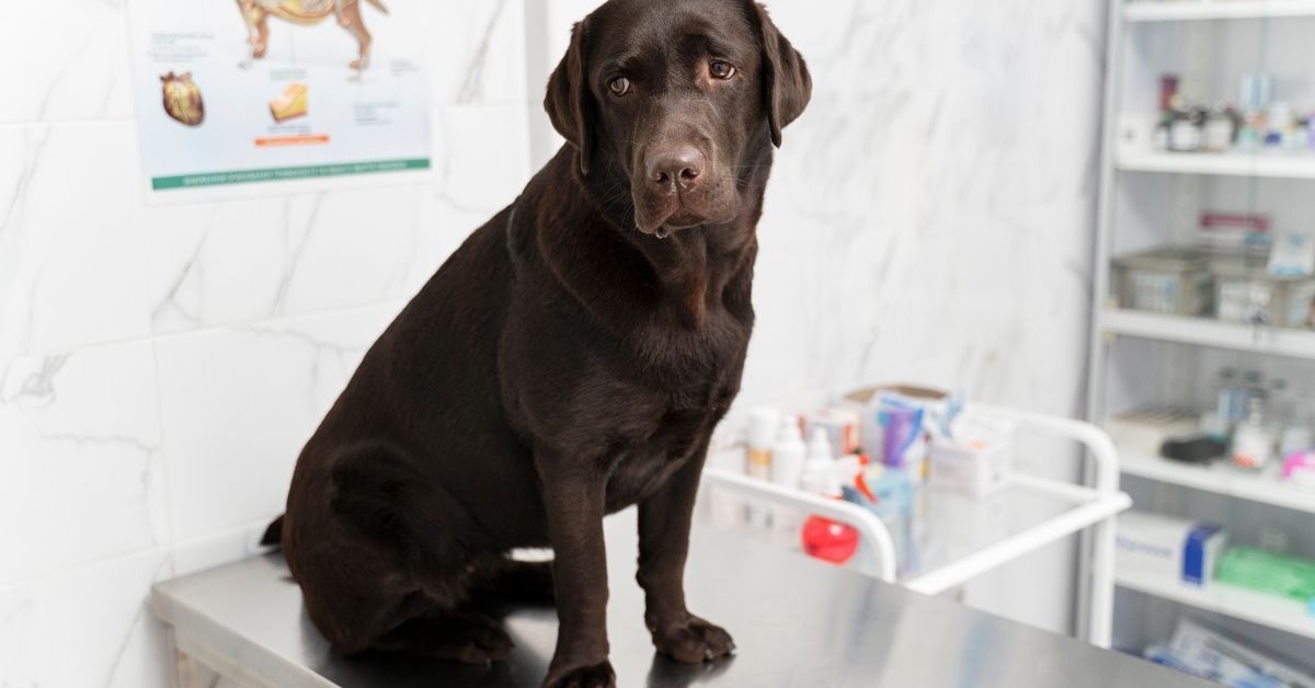 Cosa ha teorizzato Ivan Pavlov.