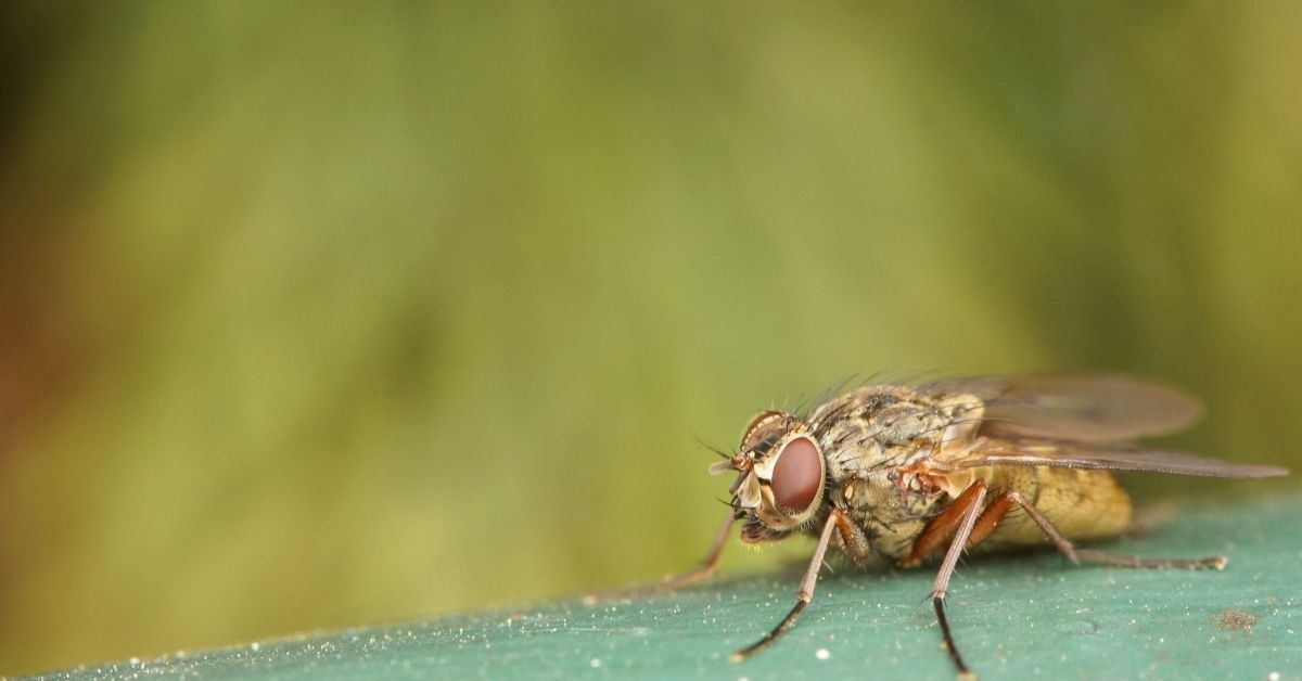 Malattia del sonno di cosa si tratta