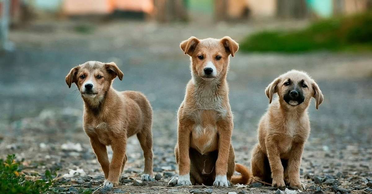 Paura dei cani definizione di cinofobia