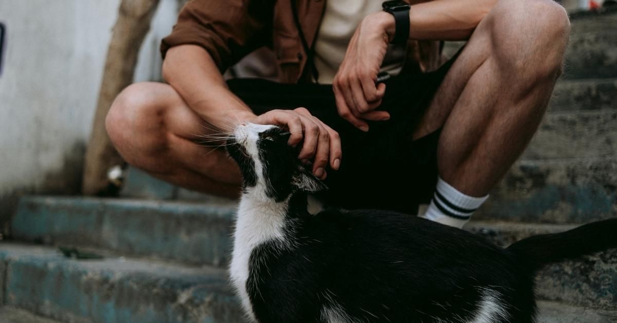 Pet therapy con i gatti